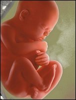 foetus
